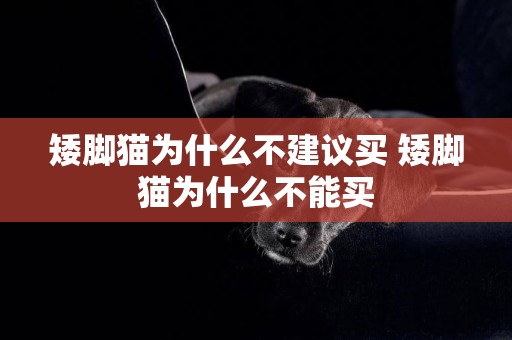 矮腳貓為什么不建議買 矮腳貓為什么不能買