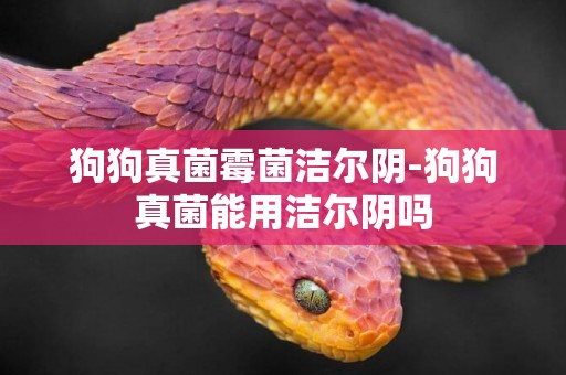 狗狗真菌霉菌潔爾陰-狗狗真菌能用潔爾陰嗎