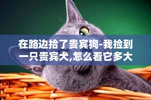 在路邊拾了貴賓狗-我撿到一只貴賓犬,怎么看它多大了