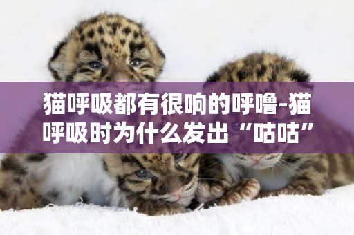 貓呼吸都有很響的呼嚕-貓呼吸時為什么發出“咕咕”的怪聲？