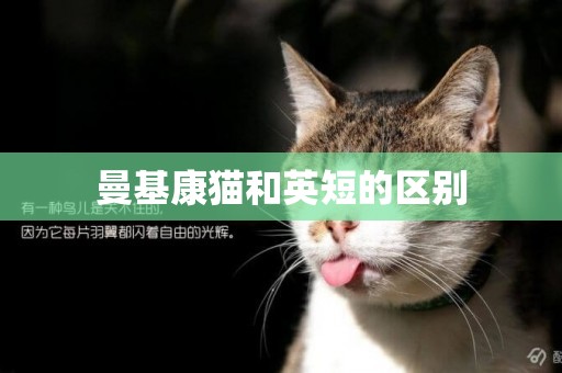 曼基康貓和英短的區別