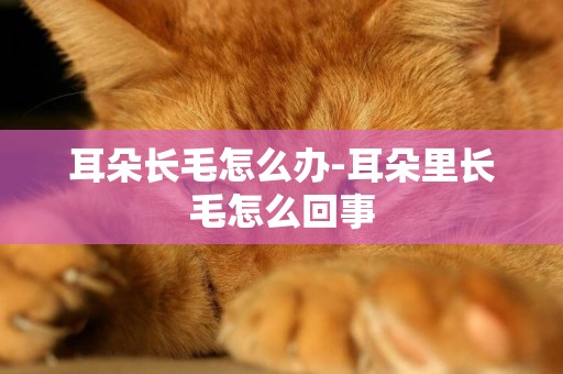 耳朵長毛怎么辦-耳朵里長毛怎么回事