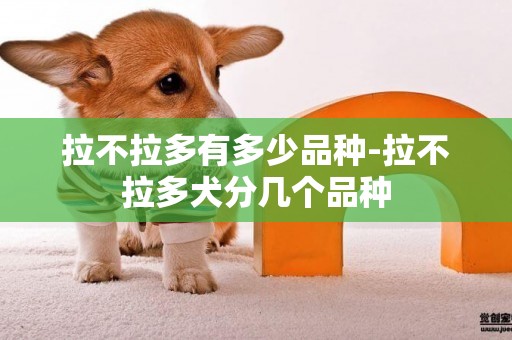 拉不拉多有多少品種-拉不拉多犬分幾個品種