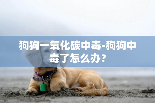 狗狗一氧化碳中毒-狗狗中毒了怎么辦？