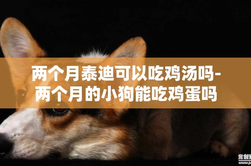兩個月泰迪可以吃雞湯嗎-兩個月的小狗能吃雞蛋嗎