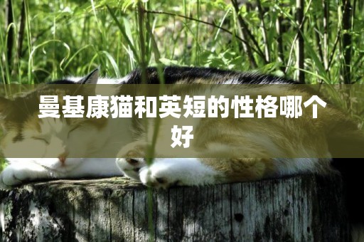 曼基康貓和英短的性格哪個好