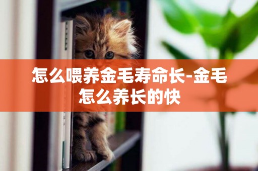 怎么喂養金毛壽命長-金毛怎么養長的快