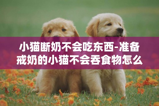小貓斷奶不會吃東西-準備戒奶的小貓不會吞食物怎么辦??