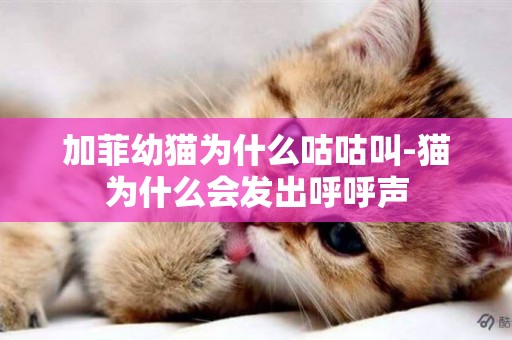 加菲幼貓為什么咕咕叫-貓為什么會發出呼呼聲