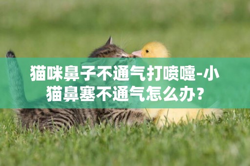 貓咪鼻子不通氣打噴嚏-小貓鼻塞不通氣怎么辦？