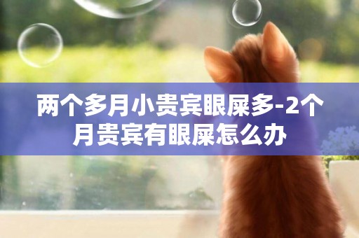 兩個多月小貴賓眼屎多-2個月貴賓有眼屎怎么辦