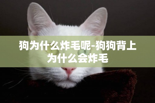 狗為什么炸毛呢-狗狗背上為什么會炸毛