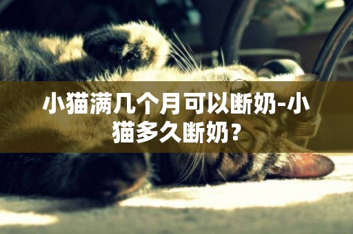 小貓滿幾個月可以斷奶-小貓多久斷奶？