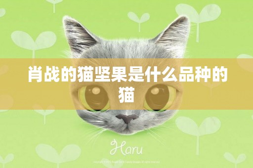 肖戰的貓堅果是什么品種的貓