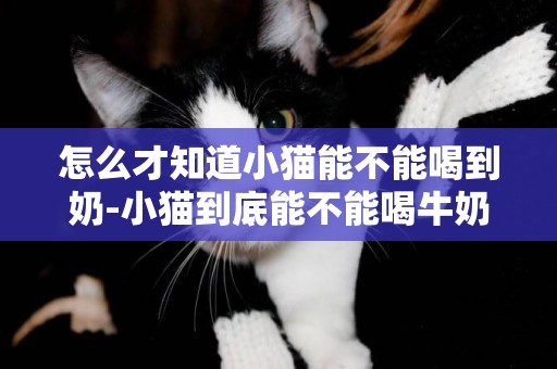 怎么才知道小貓能不能喝到奶-小貓到底能不能喝牛奶??