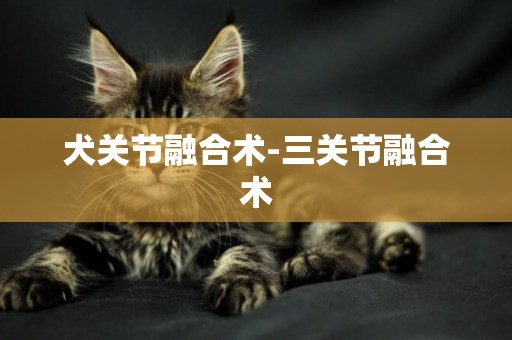 犬關節融合術-三關節融合術