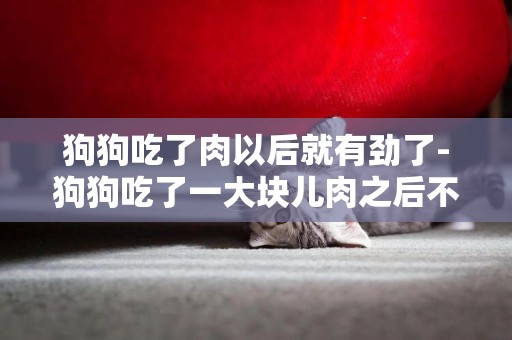 狗狗吃了肉以后就有勁了-狗狗吃了一大塊兒肉之后不吃飯