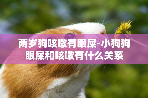 兩歲狗咳嗽有眼屎-小狗狗眼屎和咳嗽有什么關系
