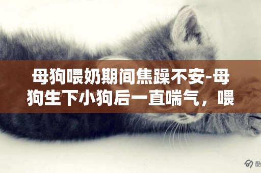 母狗喂奶期間焦躁不安-母狗生下小狗后一直喘氣，喂奶時喘氣更厲害，有時不管小狗了