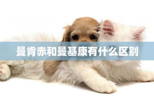 曼肯赤和曼基康有什么區別