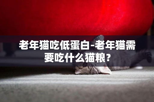 老年貓吃低蛋白-老年貓需要吃什么貓糧？
