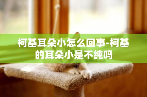 柯基耳朵小怎么回事-柯基的耳朵小是不純嗎