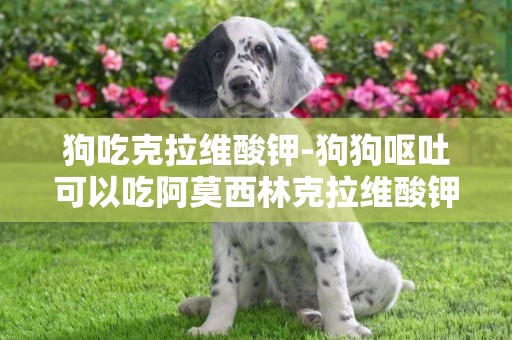 狗吃克拉維酸鉀-狗狗嘔吐可以吃阿莫西林克拉維酸鉀嗎?