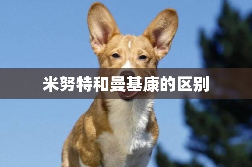 米努特和曼基康的區別