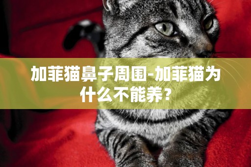 加菲貓鼻子周圍-加菲貓為什么不能養？