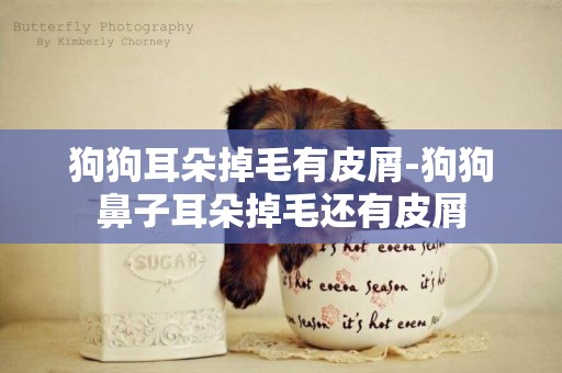狗狗耳朵掉毛有皮屑-狗狗鼻子耳朵掉毛還有皮屑