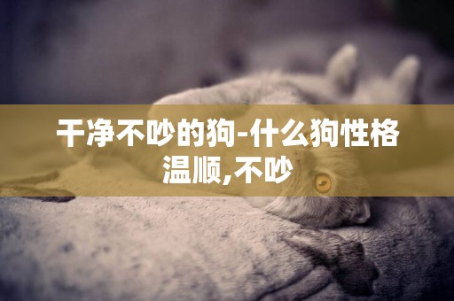 干凈不吵的狗-什么狗性格溫順,不吵