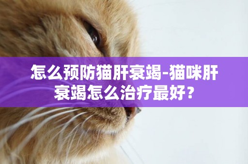 怎么預防貓肝衰竭-貓咪肝衰竭怎么治療最好？