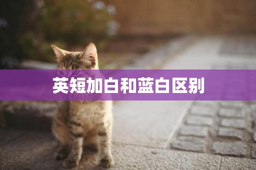 英短加白和藍白區別