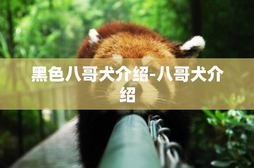 黑色八哥犬介紹-八哥犬介紹