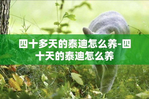 四十多天的泰迪怎么養-四十天的泰迪怎么養