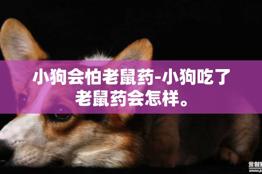 小狗會怕老鼠藥-小狗吃了老鼠藥會怎樣。