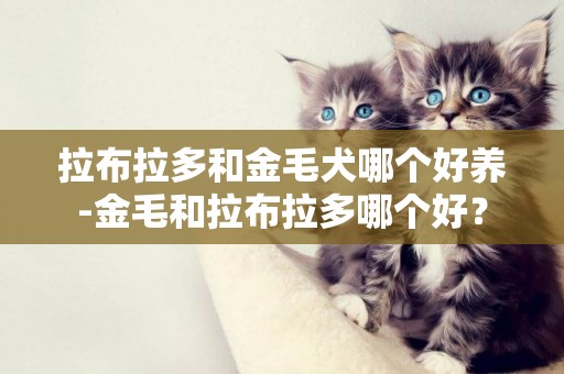 拉布拉多和金毛犬哪個好養-金毛和拉布拉多哪個好？