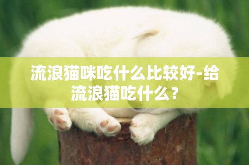 流浪貓咪吃什么比較好-給流浪貓吃什么？
