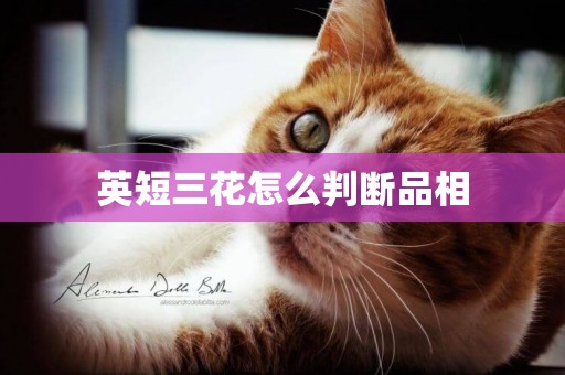 英短三花怎么判斷品相