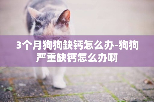 3個月狗狗缺鈣怎么辦-狗狗嚴重缺鈣怎么辦啊