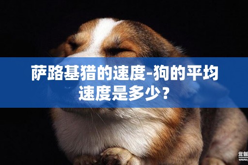 薩路基獵的速度-狗的平均速度是多少？