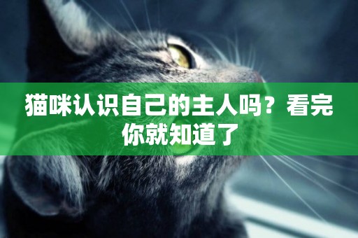 貓咪認識自己的主人嗎？看完你就知道了