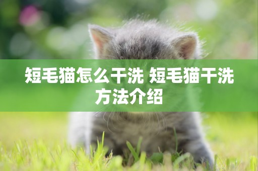 短毛貓怎么干洗 短毛貓干洗方法介紹