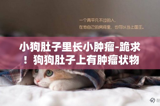 小狗肚子里長小腫瘤-跪求！狗狗肚子上有腫瘤狀物