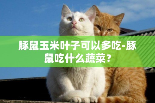 豚鼠玉米葉子可以多吃-豚鼠吃什么蔬菜？