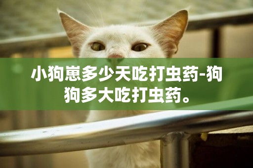 小狗崽多少天吃打蟲藥-狗狗多大吃打蟲藥。