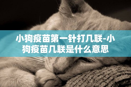 小狗疫苗第一針打幾聯-小狗疫苗幾聯是什么意思