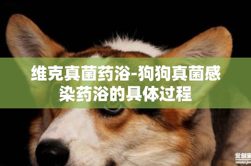 維克真菌藥浴-狗狗真菌感染藥浴的具體過程