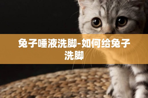 兔子唾液洗腳-如何給兔子洗腳
