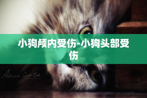 小狗顱內受傷-小狗頭部受傷